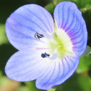 オオイヌノフグリの星の瞳と呼ばれる青い春花を撮影した花写真