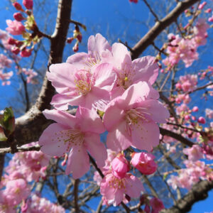 青空を背景に咲くカワズザクラの花房を接写した写真。柔らかなピンク色の花弁と黄色い雄しべが春光に映える