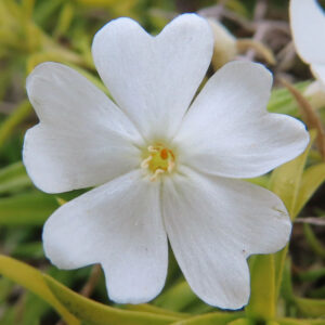 シバザクラの芝のように広がる春の花じゅうたんを撮影した花写真