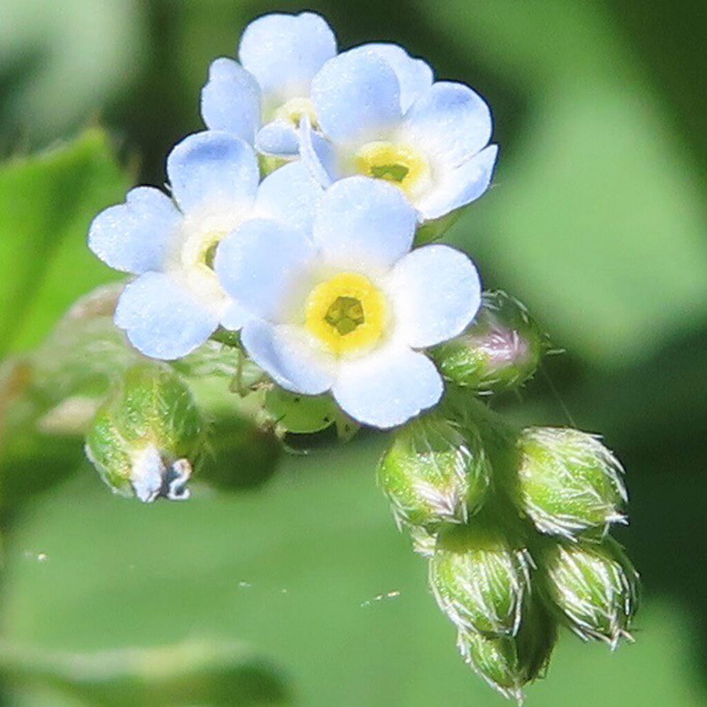 キュウリグサが青い花を咲かせています