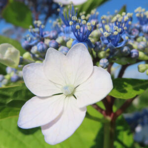 白い装飾花が咲き始めたガクアジサイのクローズアップ写真（青い両性花の蕾とともに）