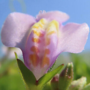 トキワハゼの花の接写写真｜淡い紫色の花びらと中央の黄色い斑点模様が鮮明なマクロ撮影