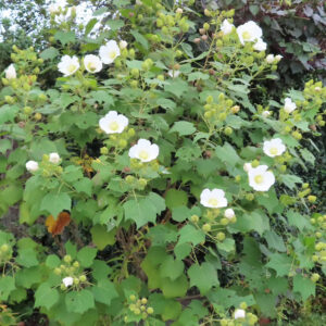 白いフヨウの花が多数咲く株全体の様子。緑の葉に囲まれ、蕾と開花した白花が混在する初秋のフヨウの群生を捉えた写真