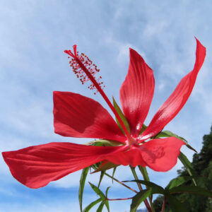 青空に向かって大きく花びらを広げる真紅のモミジアオイ｜雄しべが上に伸びる夏の花のクローズアップ