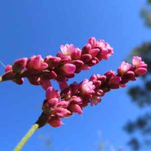 青空を背景にイヌタデの花穂を見上げるように捉えた写真。赤紫色の花序にピンク色の小花が連なり、数輪が開花した様子を自然光で写した抜けのある構図。