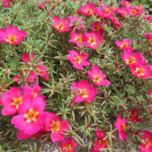 多数のマツバボタンが咲く花壇を上から撮影した賑やかな写真