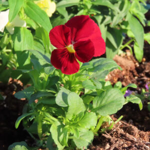 ビオラ・パンジーのもの思いの花を撮影した花写真
