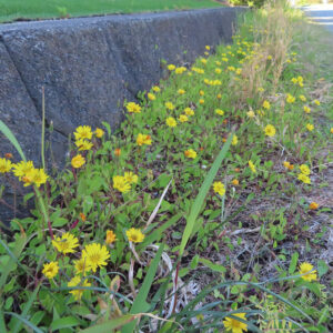 道路脇の土手に群生するジシバリの黄色い花を写した写真。斜面いっぱいに広がる花と緑の葉が初夏の景観を彩る風景構図