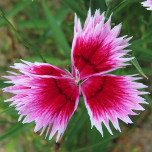 ナデシコの秋の七草を撮影した花写真