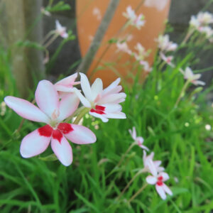 ヒメヒオウギの淡いピンク色の花が手前に2輪咲く様子を撮影した写真。背景には緑の葉と多数の小さな花がぼけて広がり、瑞々しい群生の雰囲気が伝わる