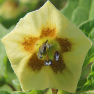 日本で秋にヒロハフウリンホオズキが黄色い花を咲かせ、中心に茶色の模様と黒い雄しべが見えます