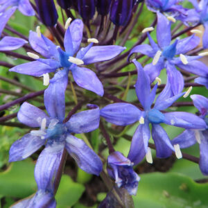 シラーペルビアナの青紫色の花が複数咲き、中心に濃紫色のつぼみが並ぶ姿を近接撮影した写真