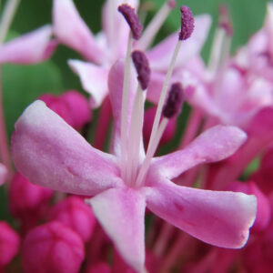 ボタンクサギの花を接写した無料写真｜淡いピンクの花弁と紫色の雄しべを鮮明に捉えた高画質画像