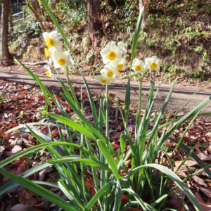 スイセンのナルキッソスを撮影した花写真