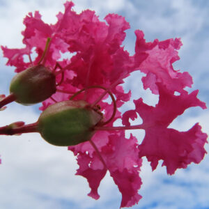 青空を背景に咲くピンクのサルスベリの花を下から見上げた写真、蕾と花びらが透けるように輝く