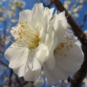 ウメの早春に香る梅を撮影した花写真
