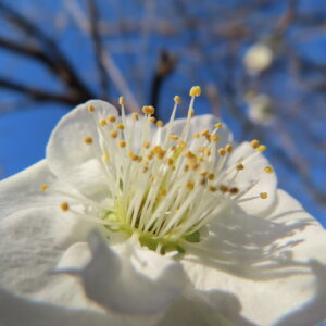 ウメの早春に香る梅を撮影した花写真
