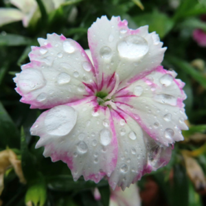 ナデシコの秋の七草を撮影した花写真