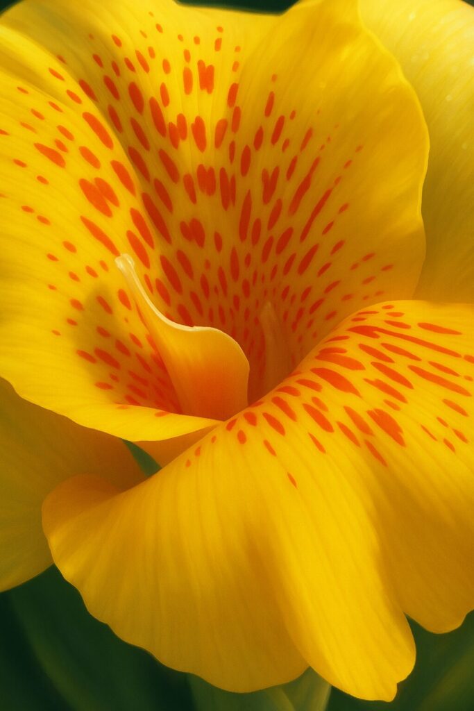 カンナの黄色い花を描いたプロレベルのイラスト、赤い斑点模様が美しく際立つ花のアップ