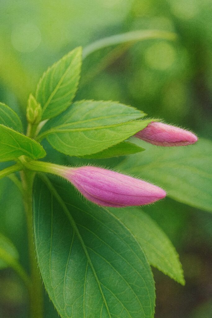 ハグロソウの蕾の植物画イラスト｜細長いピンクがかった紫色の蕾をリアルに描いた構図