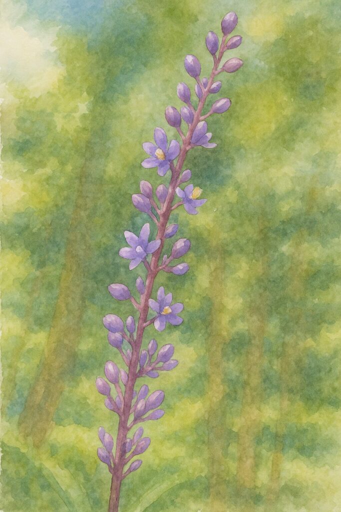 ヤブランの花序全体を水彩画風で描いたイラスト｜紫の小花とつぼみが縦に並ぶボタニカルアート