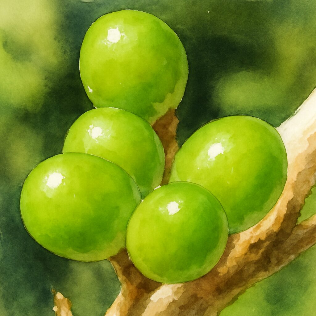 ヤブランの緑色の実を水彩画風で描いたイラスト｜丸い果実の艶感が際立つボタニカルアート