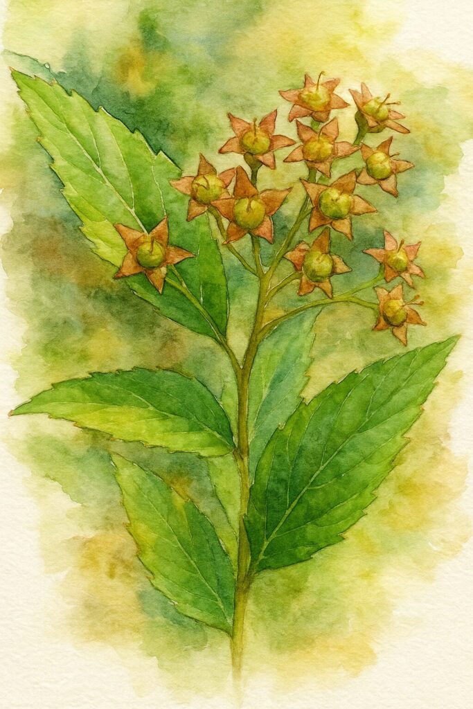 シモツケの鋸歯状の葉を中心に描いた水彩ボタニカルイラスト