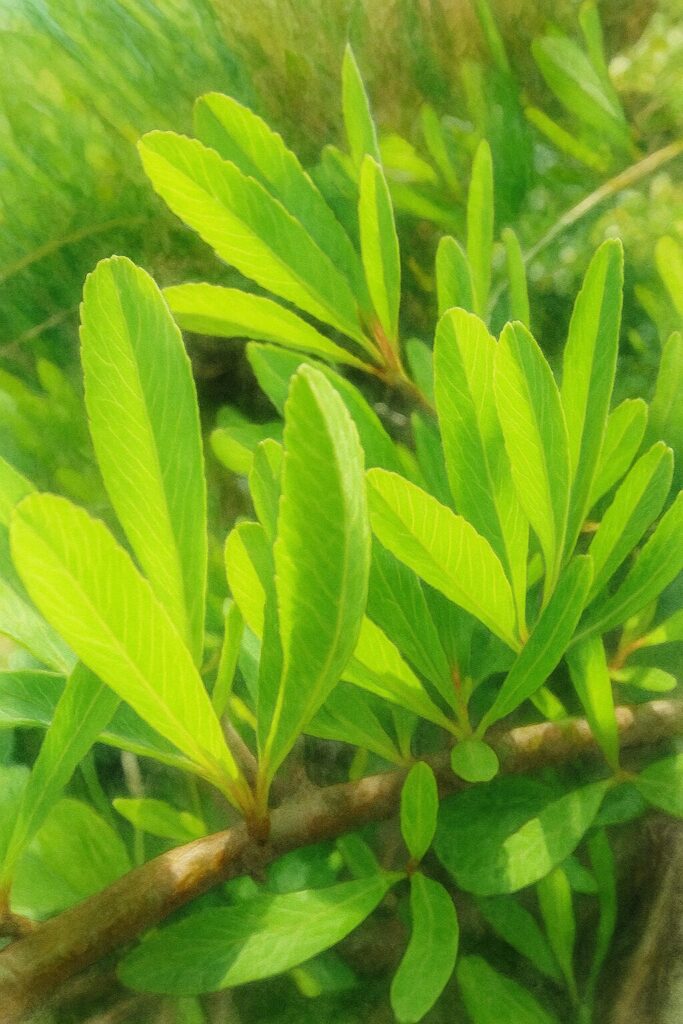 日本の春、ピラカンサの若々しい新緑の葉をクローズアップで描いた水彩画風イラスト