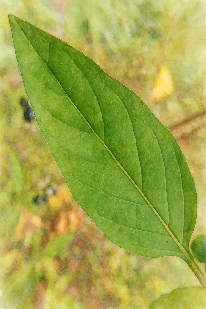 日本で秋に見られるイヌホオズキの葉を描いた水彩画風イラスト。滑らかな質感の緑の葉と繊細な葉脈が柔らかな筆致で表現された構図