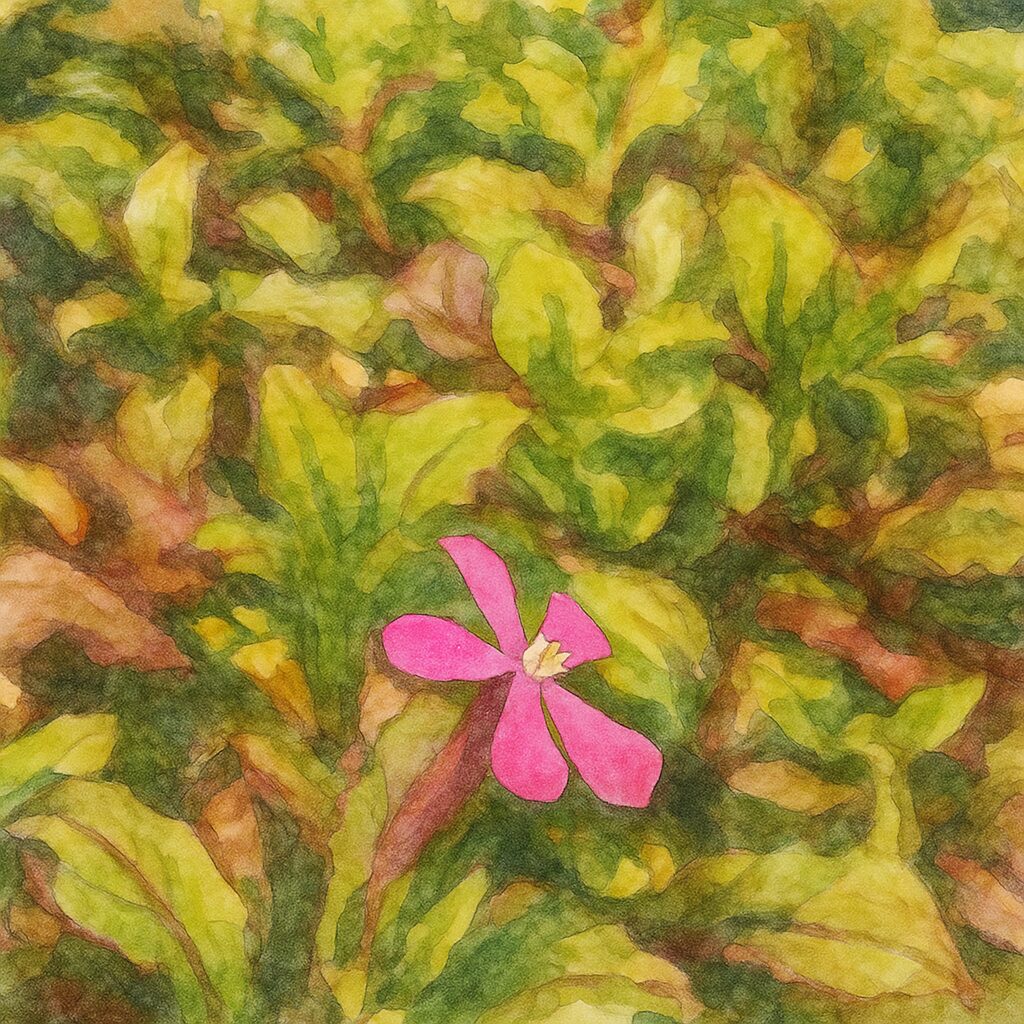 ツルコザクラの花を描いた水彩画風イラスト。赤紫と緑の葉の中に一輪咲くピンクの花が柔らかい筆致で表現された植物画。