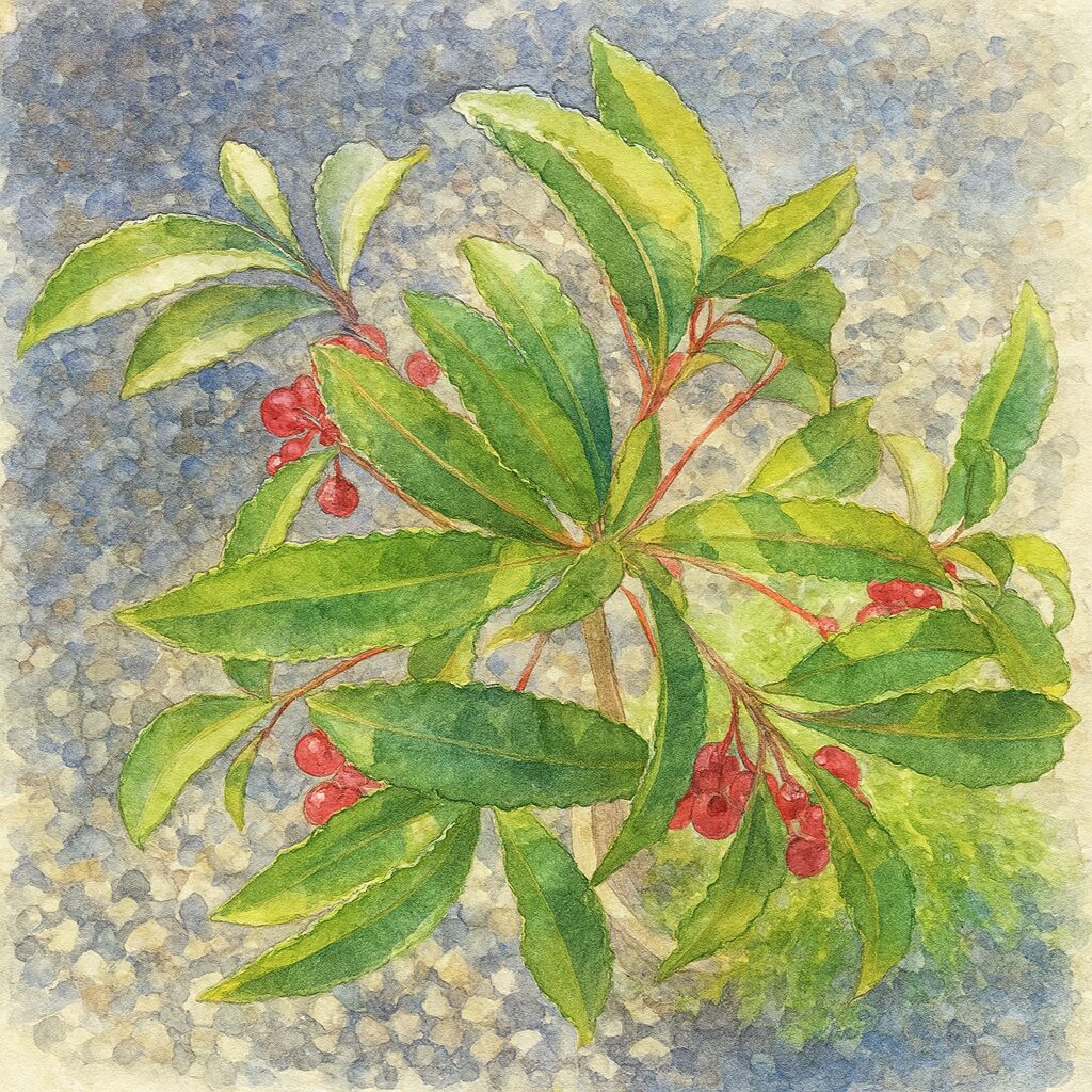 砂利の背景に赤い実と青々とした葉を広げるマンリョウを柔らかい筆致で描いた水彩画風イラスト