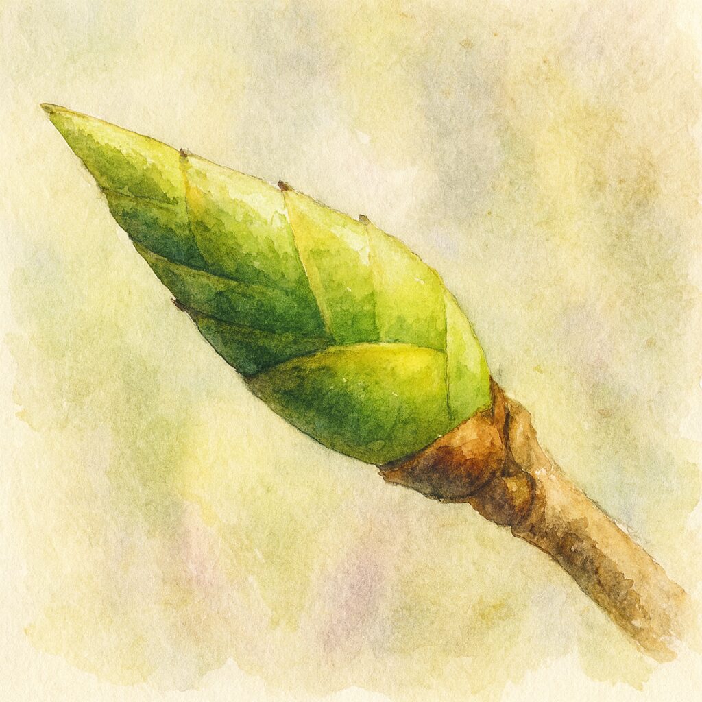 水彩画風に描かれたツバキのつぼみのイラスト。緑の芽と葉を繊細な筆致で表現した植物画