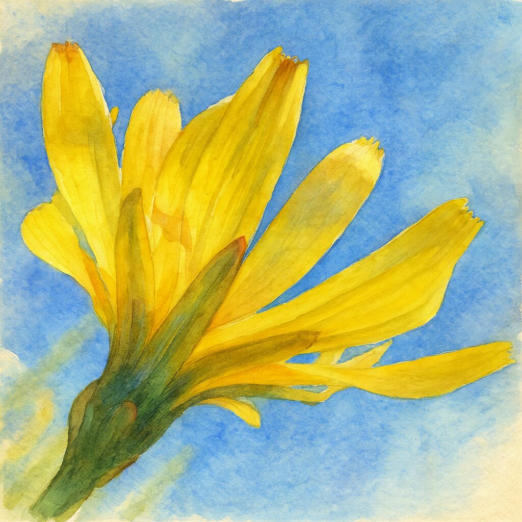 ジシバリの花を下から見上げた構図で描いた水彩画風イラスト。黄色い花弁の透明感と青空のコントラストを柔らかな筆致で表現した作品