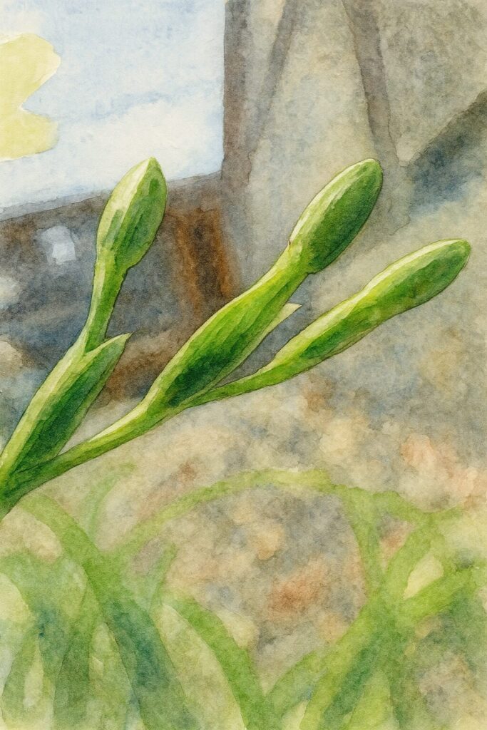 ヒメヒオウギの細長い緑のつぼみを3つ描いた水彩画風イラスト。柔らかな光に照らされたつぼみと淡くにじむ背景が優しい雰囲気をつくり出している