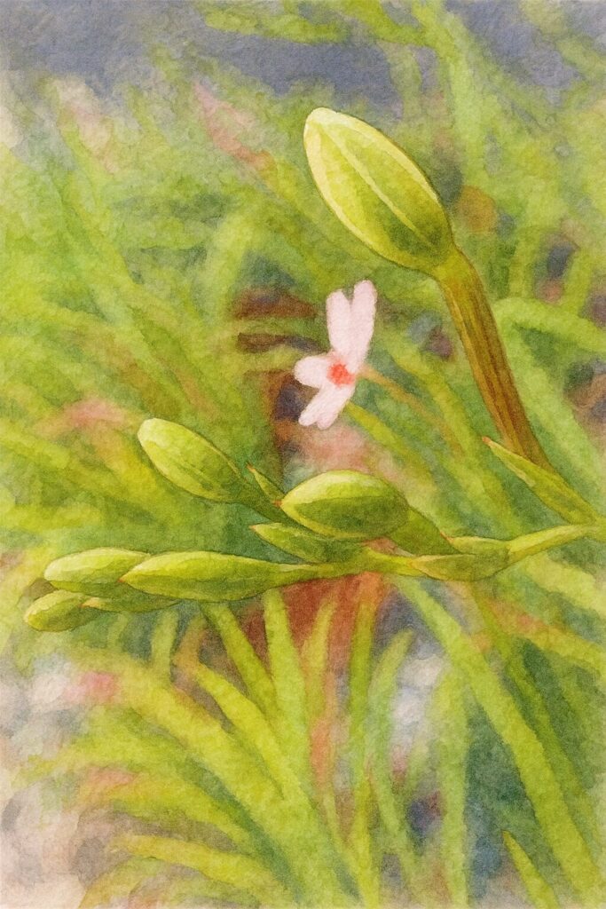 水彩画風に描かれたヒメヒオウギの緑色の蕾と背景に淡く溶け込む花を表現した柔らかなボタニカルイラスト
