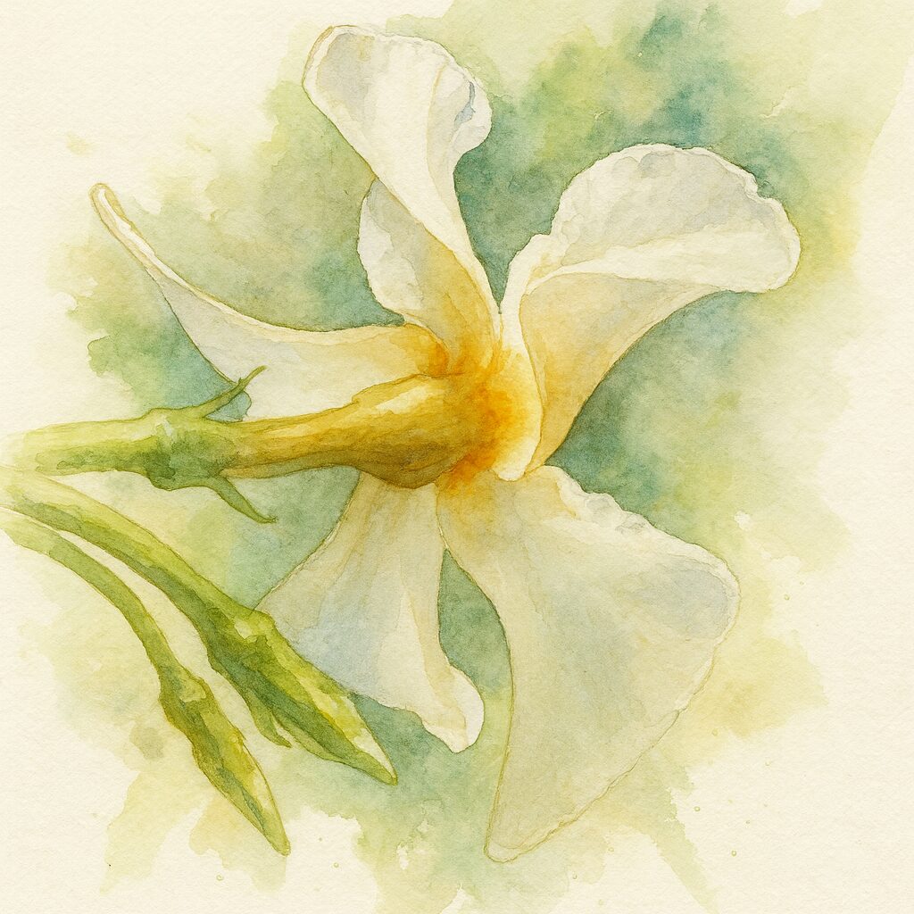 テイカカズラの白い花を横向きに描いた水彩画イラスト。柔らかな筆致で花筒の黄色味と広がる花弁、つぼみの質感を表現したボタニカルアート