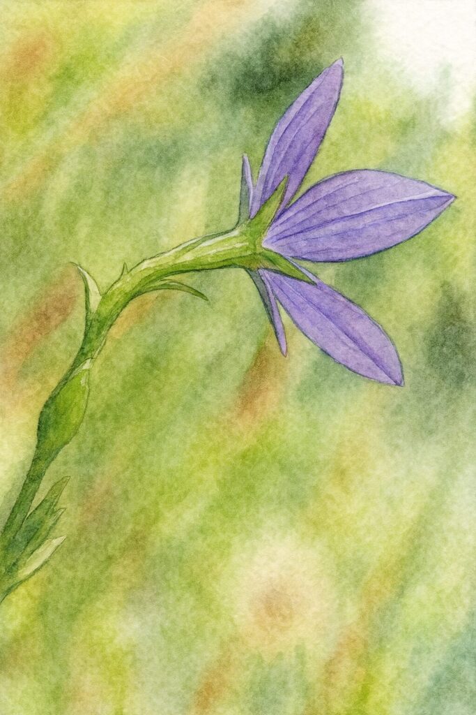 ヒナキキョウソウの花を横向き構図で描いた水彩画風ボタニカルイラスト｜弧を描く茎と紫色の花弁を柔らかな筆致で表現した野草アート