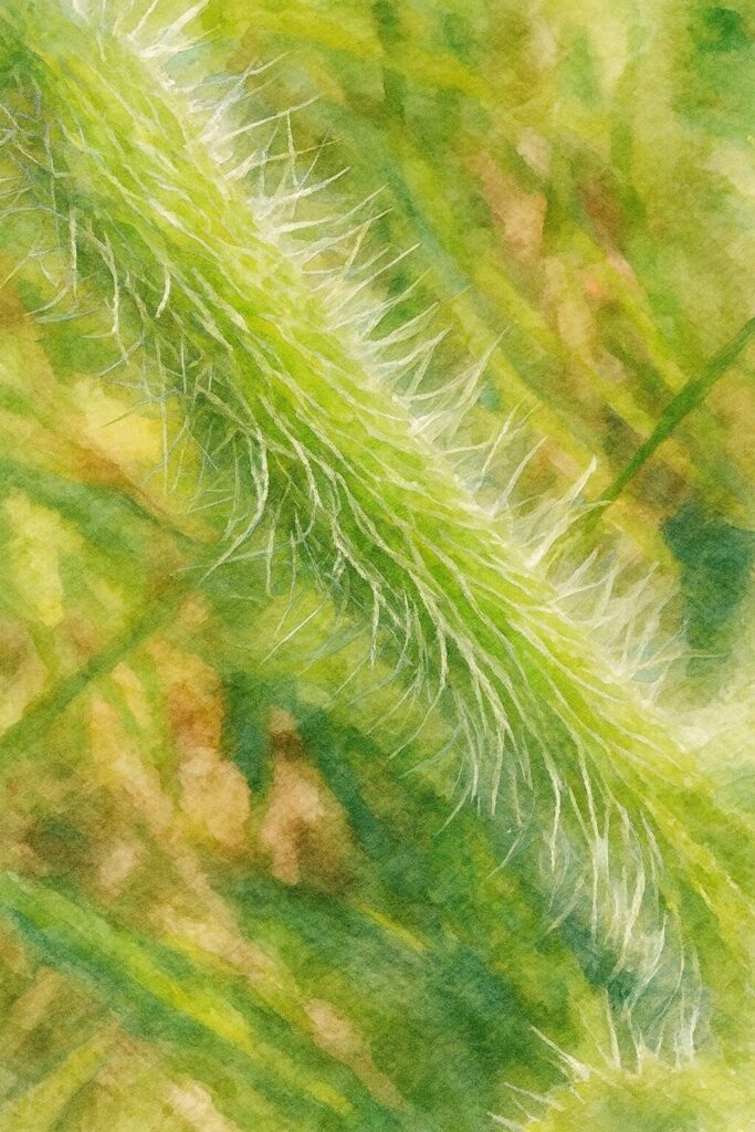 アザミの茎を水彩画風に描いたイラスト｜白い毛の質感を柔らかな筆致で表現した植物アート