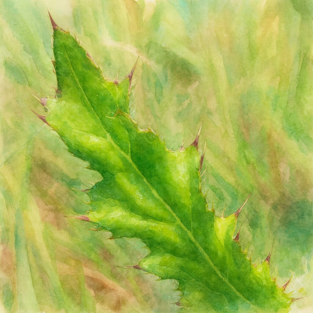 アザミの鋸歯状の葉を水彩画風に描いたイラスト｜紫のとげと葉の質感を柔らかい筆致で表現した植物アート