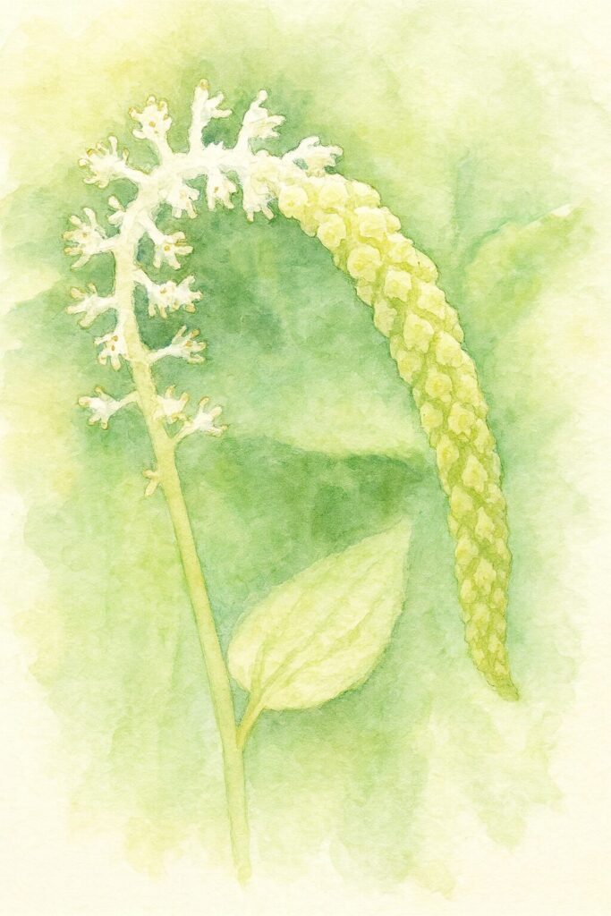 ハンゲショウの白い花穂と蕾を柔らかな筆致で描いた水彩画イラスト