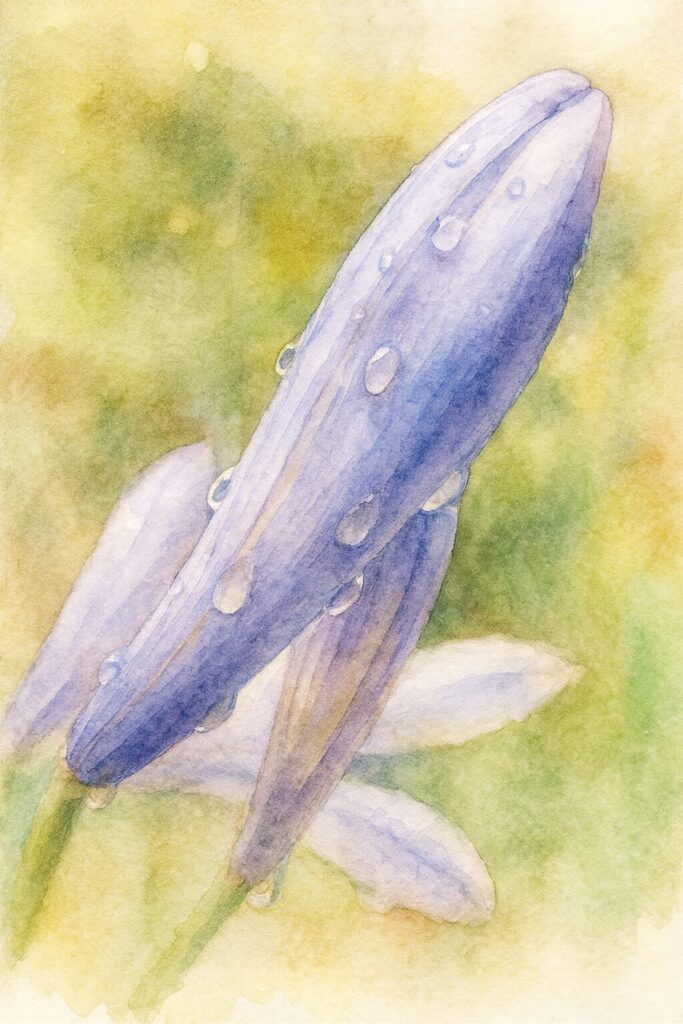 雨上がりのアガパンサスのつぼみを水彩画風に描いたイラスト。淡い紫色のつぼみと透明な水滴が柔らかいタッチで表現された植物画作品