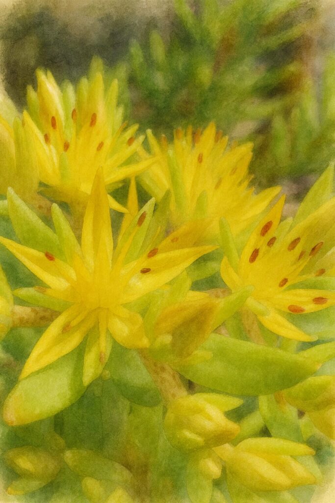 メノマンネングサの黄色い星形の花を近距離で描いた水彩画風イラスト。花弁の重なりと赤褐色の雄しべを柔らかい筆致で表現