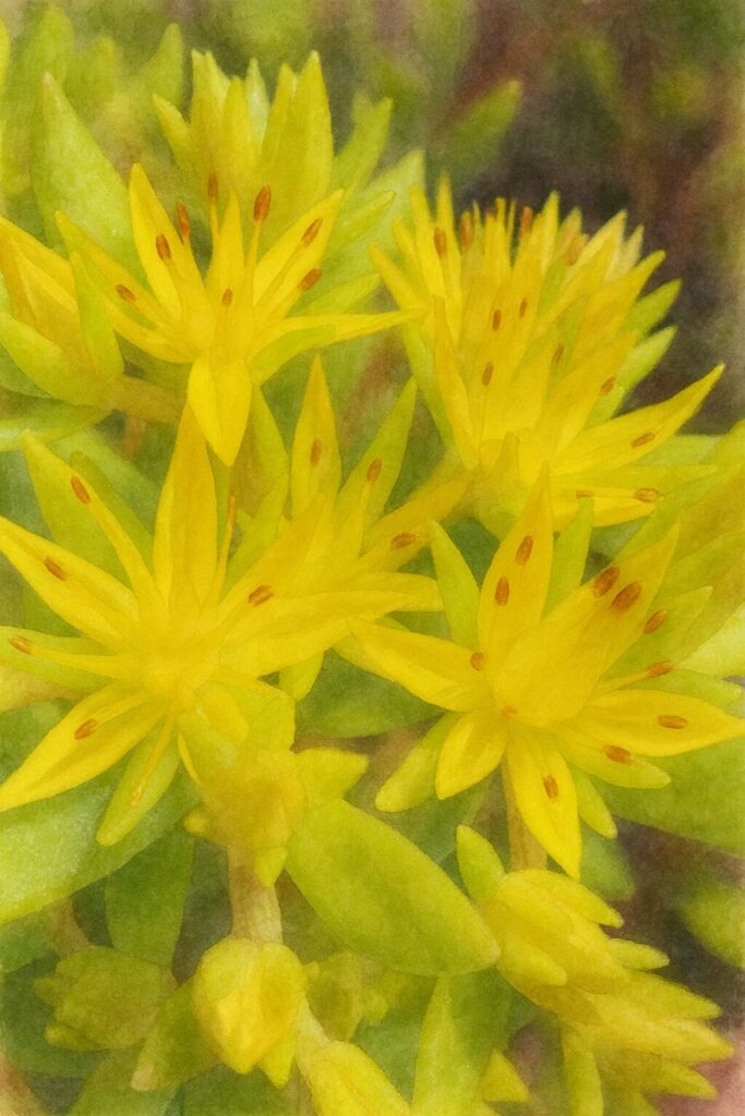 メノマンネングサの黄色い星形の花を接写構図で描いた水彩画風イラスト。鮮やかな花弁と赤褐色の雄しべを柔らかい筆致で表現