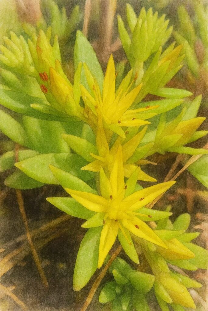 メノマンネングサの黄色い星形の花を接写構図で描いた水彩画風イラスト。明るい黄色の花と赤褐色の雄しべを柔らかい筆致で表現