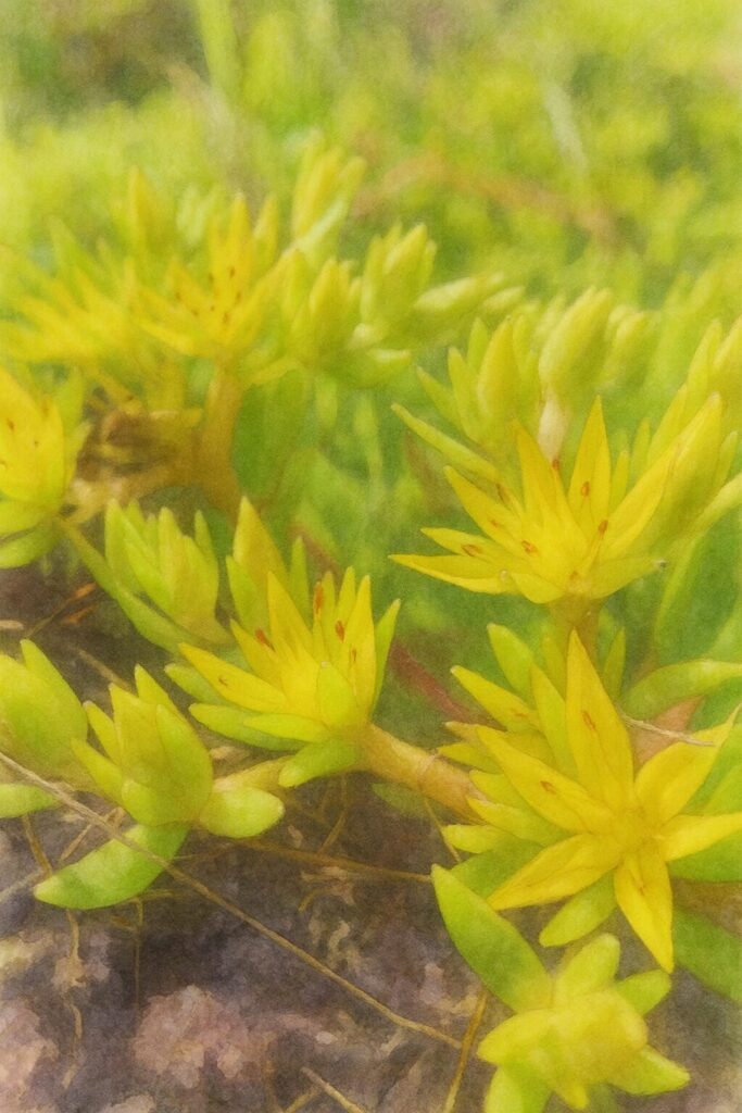 メノマンネングサの黄色い星形の花が地面近くで咲く様子を横構図で描いた水彩画風イラスト。明るい黄色の花と多肉質の葉を柔らかく表現