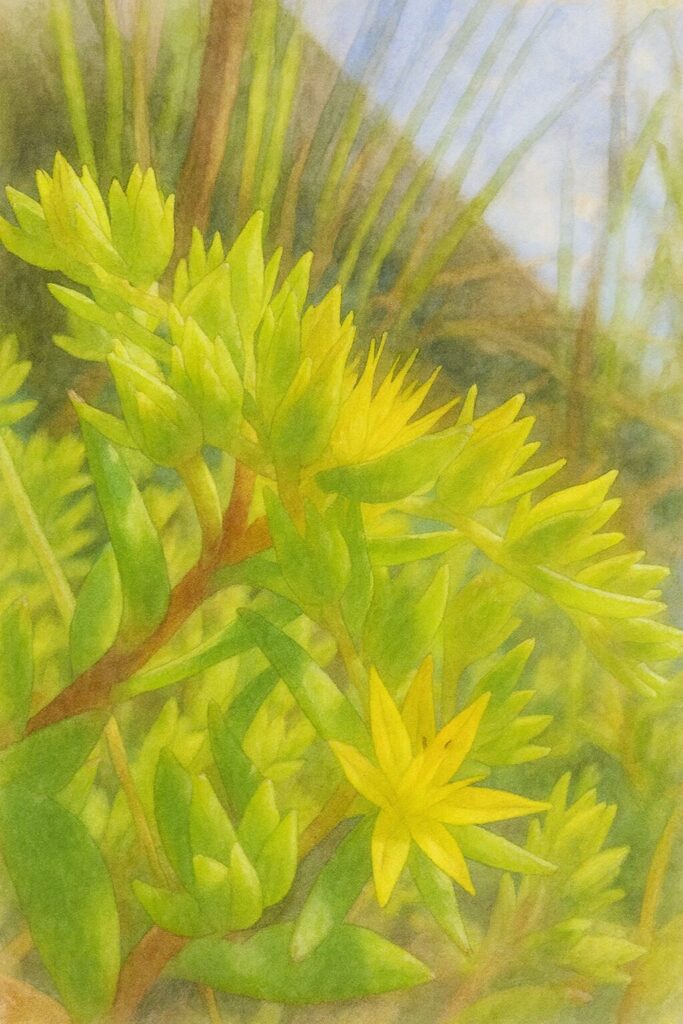 メノマンネングサの黄色い花と若い蕾を、青空と草の背景とともに横構図で描いた水彩画風イラスト