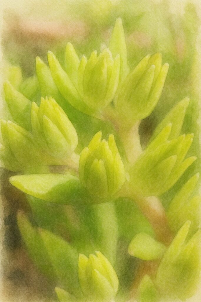 メノマンネングサの若い緑色の蕾を柔らかい筆致で描いた水彩画風イラスト。未開花の蕾と多肉質の葉を近距離で表現