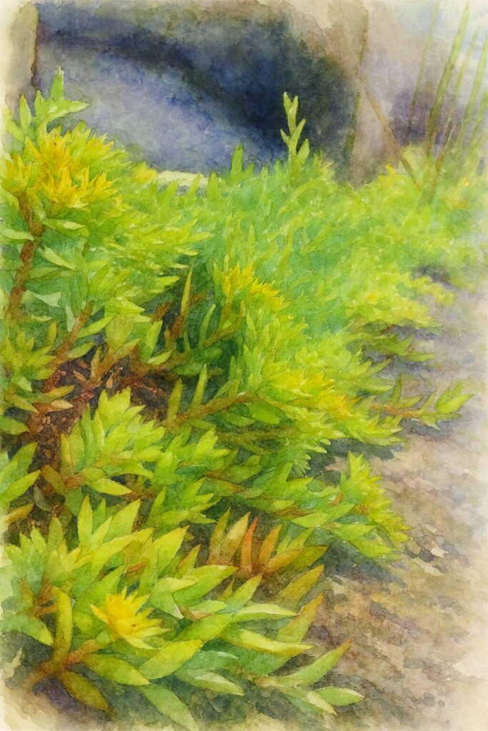 コンクリート縁の側でメノマンネングサが地面を覆うように群生する様子を描いた水彩画風イラスト