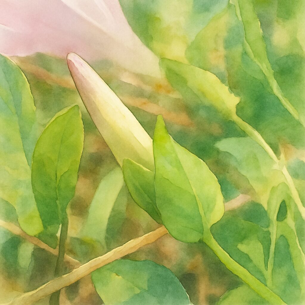 開花前のヒルガオのつぼみを柔らかなタッチで描いた水彩画風植物イラスト