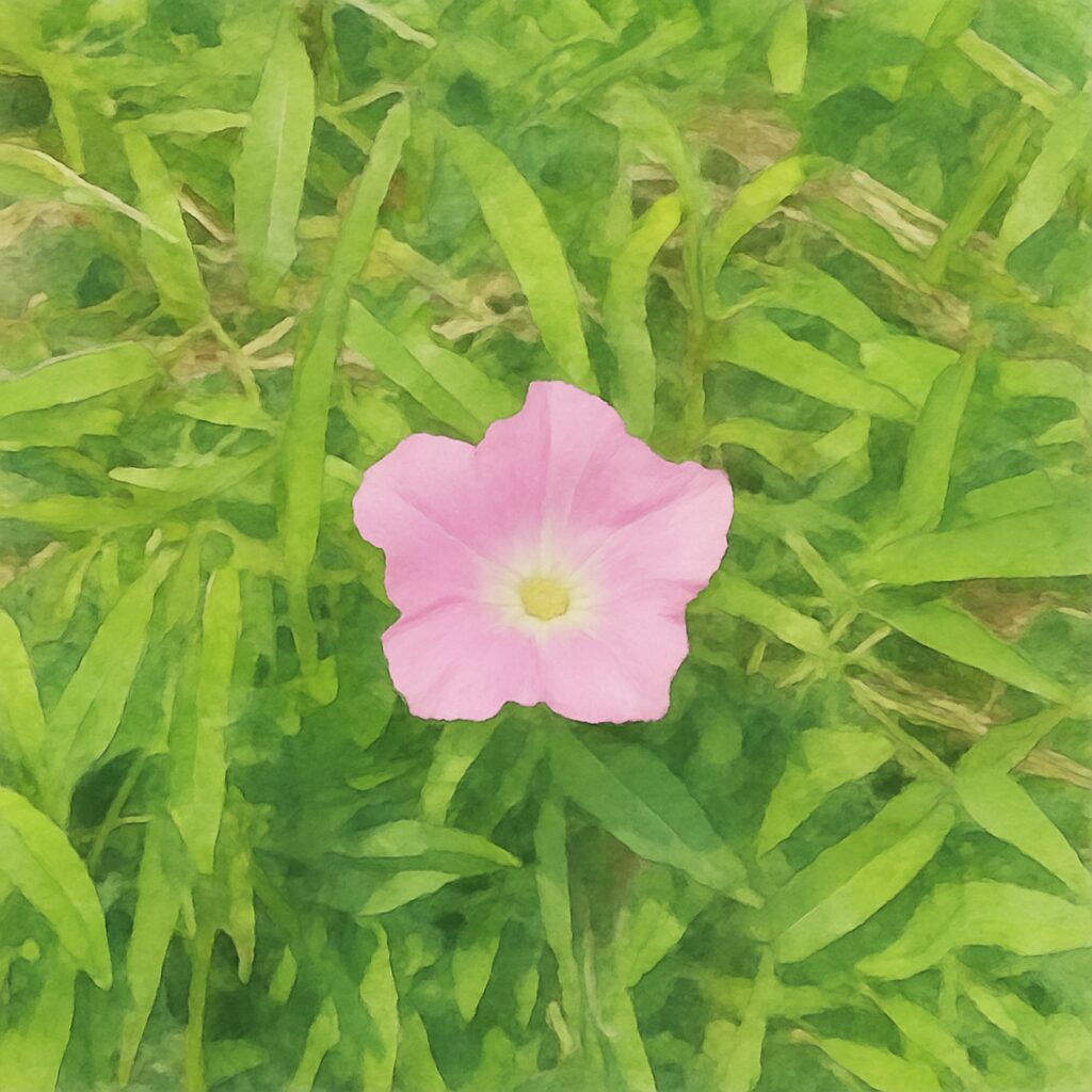 草むらに咲く淡いピンク色のヒルガオを真上から描いた水彩画風の植物イラスト